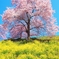 【three colors】