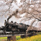 桜色の残照