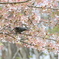 桜の蜜をもとめて