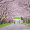 桜トンネル