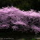 夫婦桜