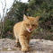 山中の猫