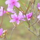 お花