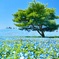 国営ひたち海浜公園