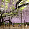 市の花
