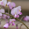 ピンクもあります藤の花