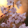 夕桜