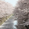 近所の桜並木