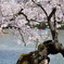 桜祭