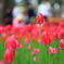 Tulipa　その三