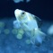 パンダ金魚