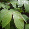 雨上がり