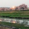 もうひとつの桜道