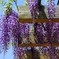 若い藤の花