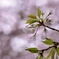 去りゆく桜の季節