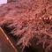 目黒川 桜