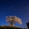 上発知しだれ桜