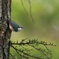 忍法壁歩き・ゴジュウカラ