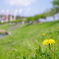 川辺の花