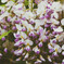 spring-wisteria-blossoms-XL[2]