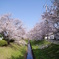 桜の中を進む