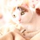 うちの猫