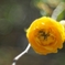 花笑み