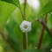お花