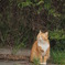 ねこ