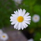 お花