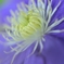 Spirit of beauty