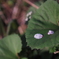 散る
