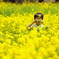 菜の花畑の少年