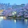 夜桜