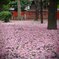 八重の絨毯 その1