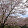 よく見ると桜吹雪