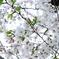 薄桜