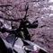 愛車と桜