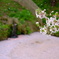 桜吹雪と花筏