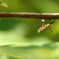 茂みのカマキリ