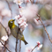 春の出会い