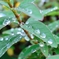 雨上がり③