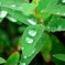 雨上がり④