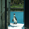 あっどうも♪ 通りすがりのペンギンです♪