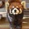 レッサーパンダ