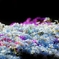 綿・雪・雲_「moss phlox」”彩”Glossily