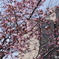 札幌の桜
