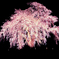 おしら様の夜桜