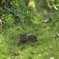 猫の通り道