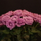 SUNTORY  blue rose APPLAUSE